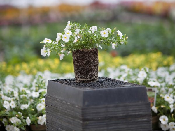 Image of flowers growing in a greenhouse.