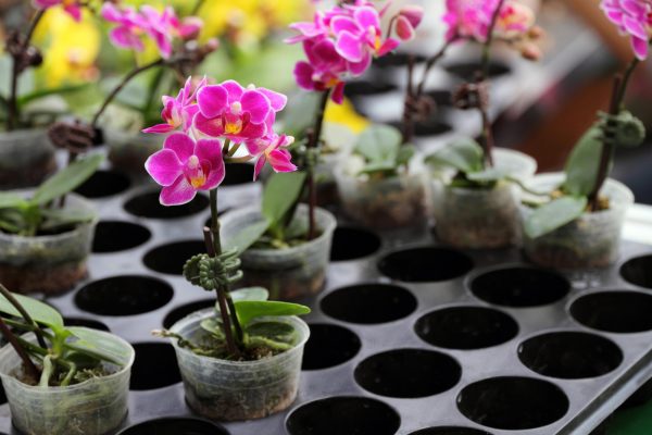 Image of orchids growing in trays.