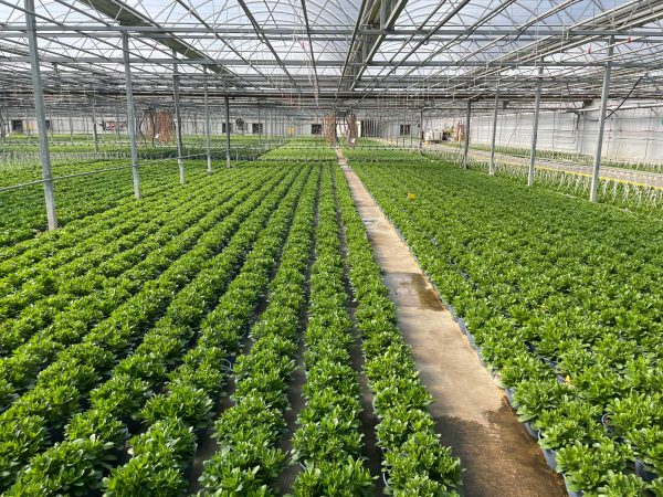 Rows of plants growing in a commercial greenhouse.