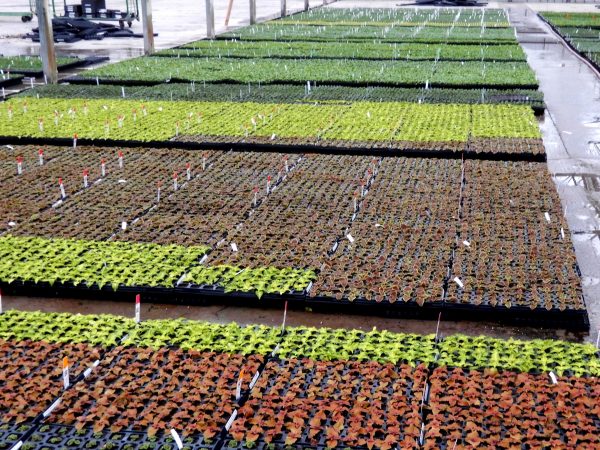 Aerial view of rows of plants and seedlings in trays.