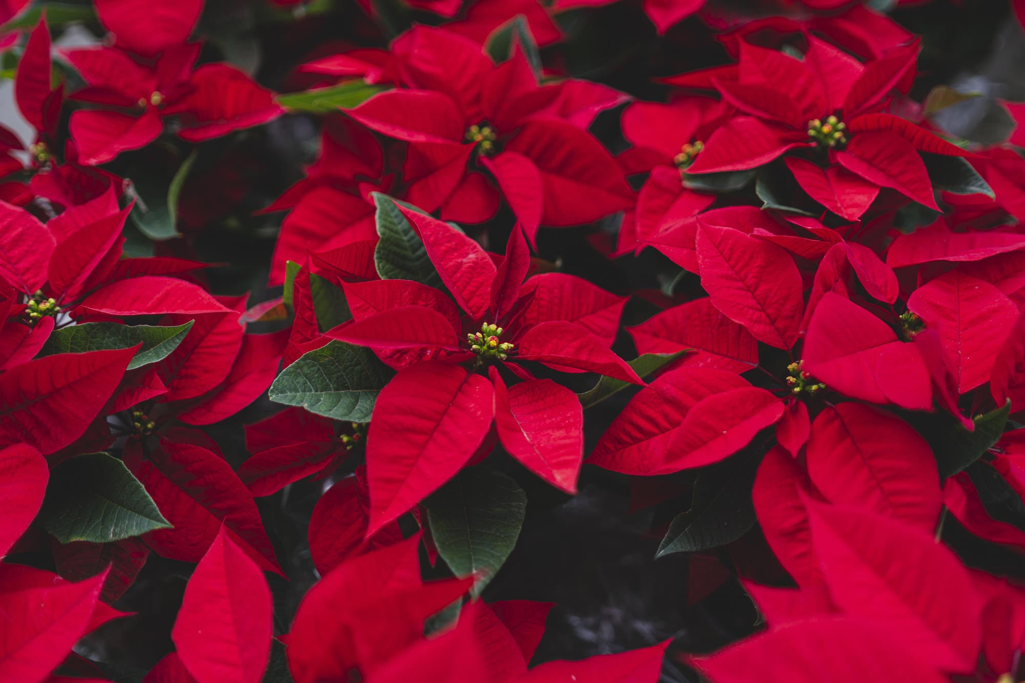 Up-close image of a poinsettia.