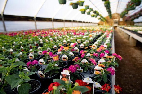 Rows of flowers growing in soilless media in a greenhouse.