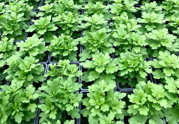 Rows of plants potted individually in soilless media.