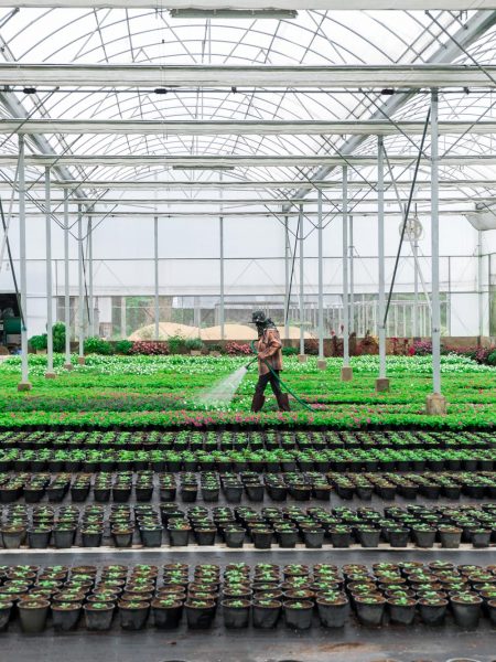 Image of a grower watering plants and seedlings in a commercial greenhouse.