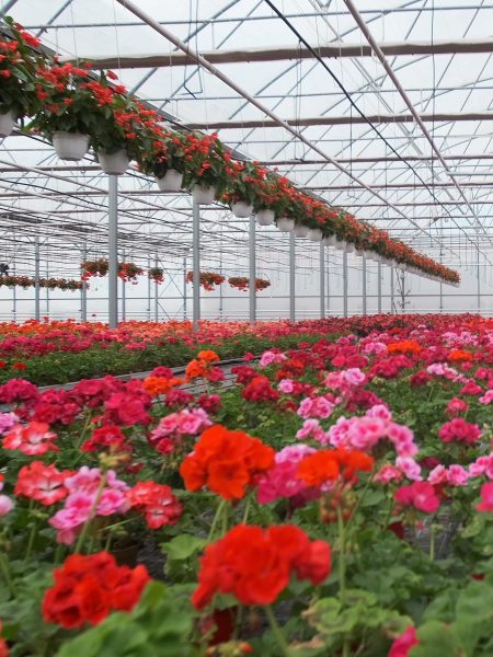 Commercial greenhouse filled with rows of red and pink flowers.