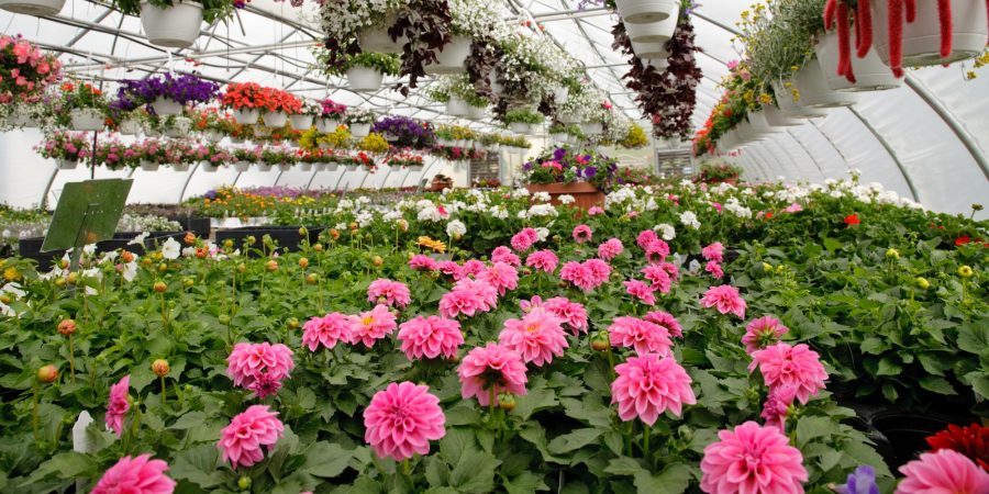 Image of flowers growing in a greenhouse.