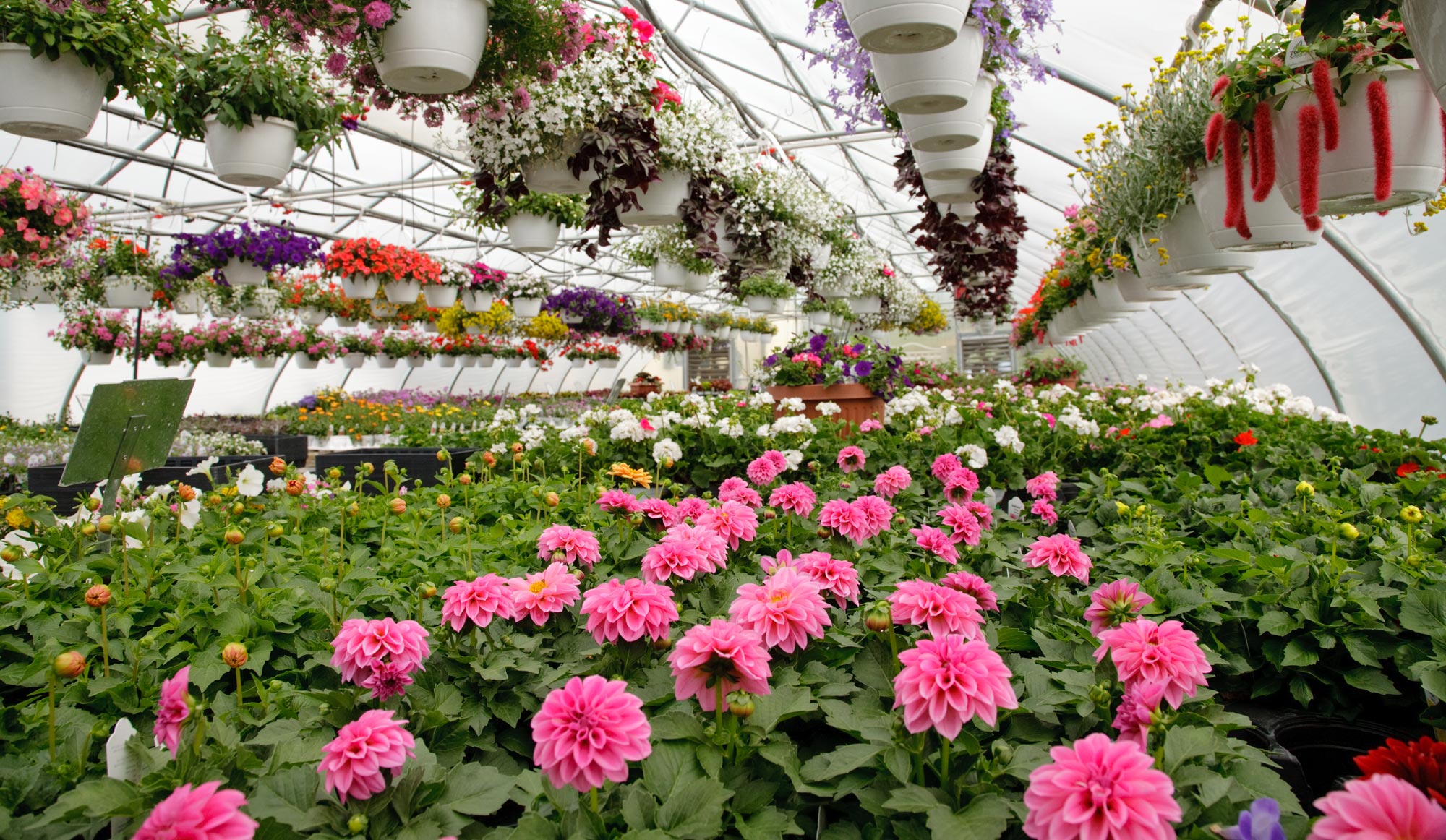 Image of flowers growing in a greenhouse.