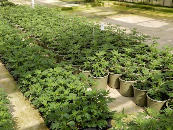 Rows of plants in potted soil growing in a greenhouse.