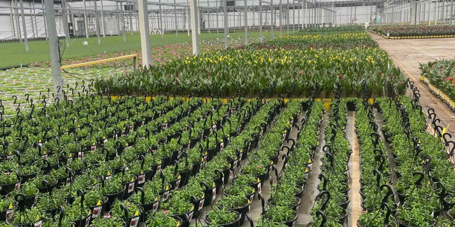 Image of a greenhouse filled with various plants and flowers.