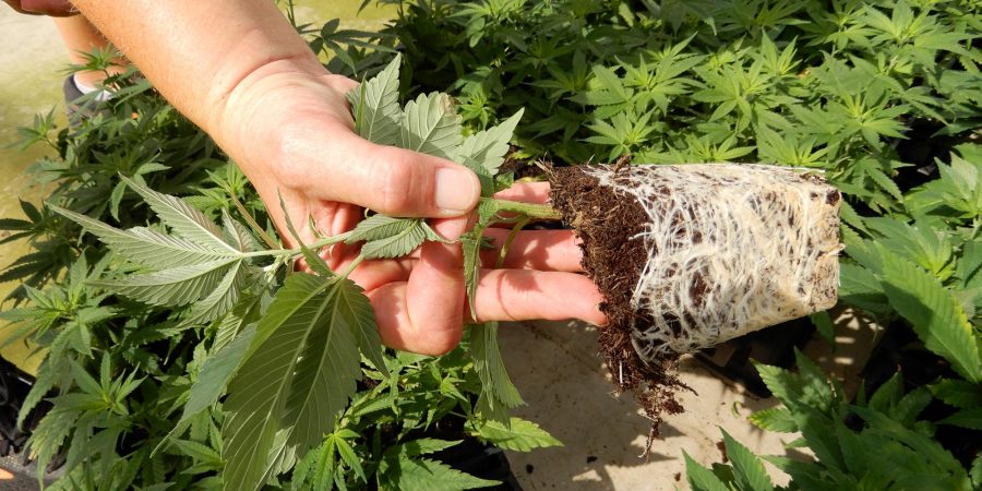 Image of a hand holding a plant showcasing the roots.