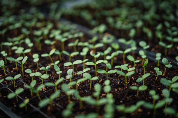 Image of seedlings growing in trays.