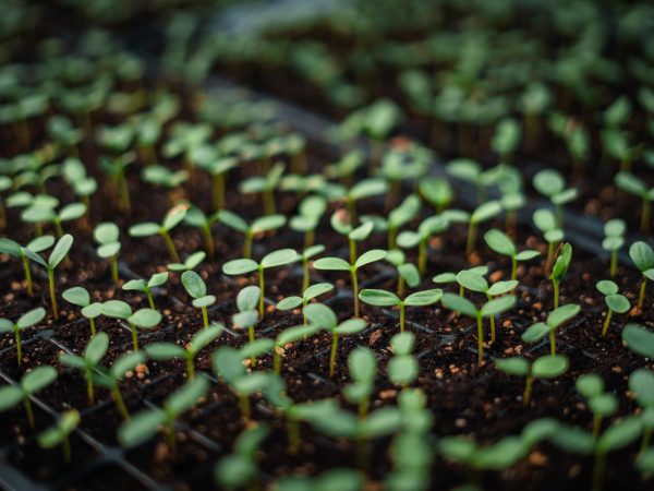 Image of seedlings growing in trays.