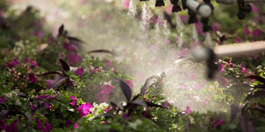 Image of flowers being watered with an irrigation system.