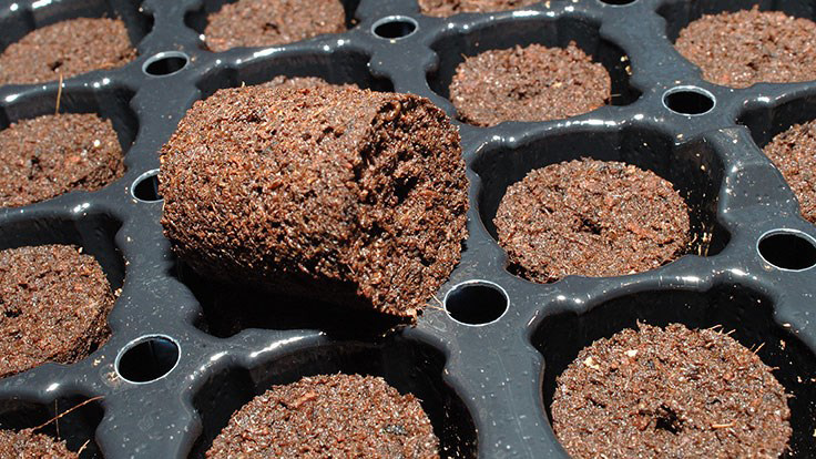 Image of a trays of soilless media.