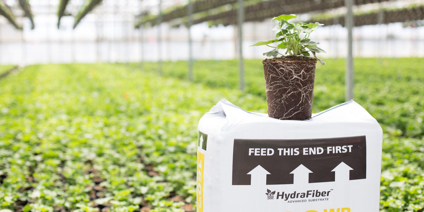 Image of a plant sitting on top of a bag of HydraFiber.