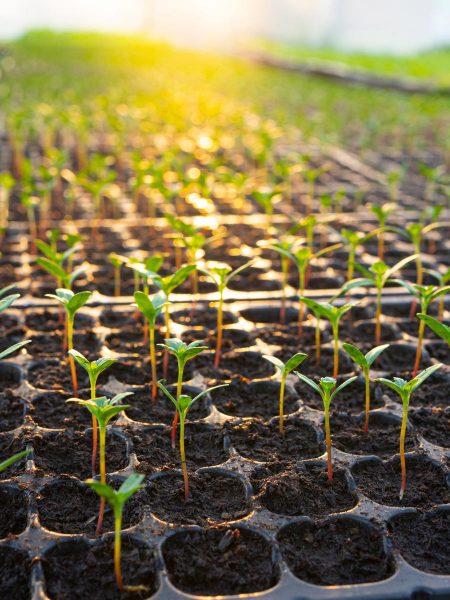 Image of seedlings growing in trays of soilless media.