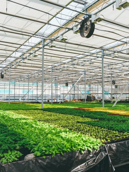 Image of a commercial greenhouse growing various plants.