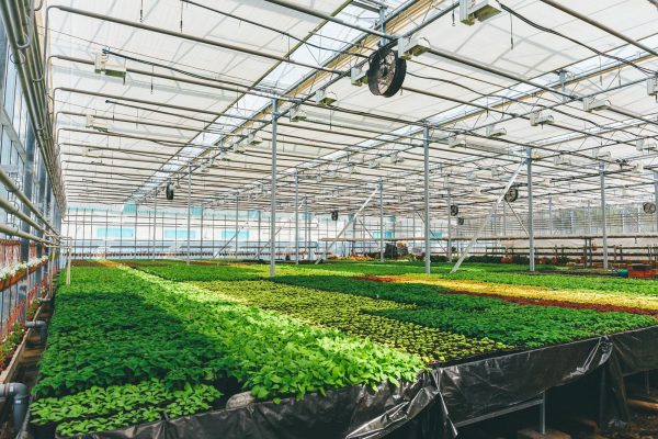 Image of a commercial greenhouse growing various plants.