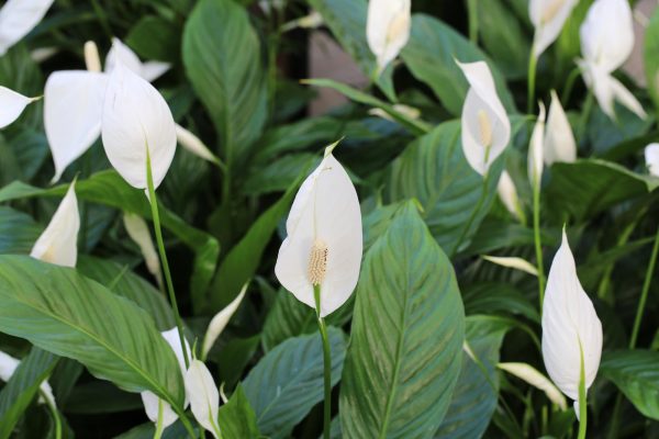 Up-close image of peace lilies.