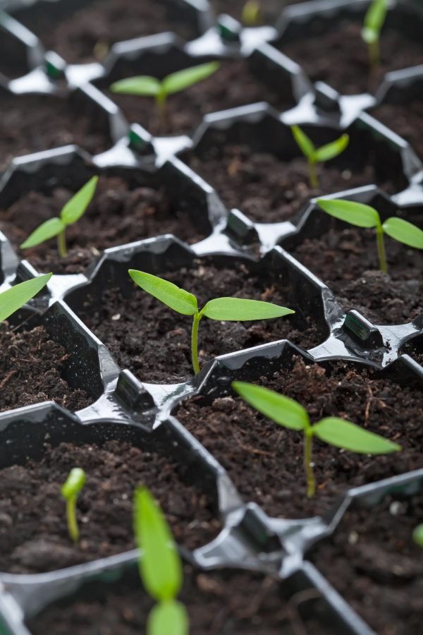 Image of seedlings growing in soil.