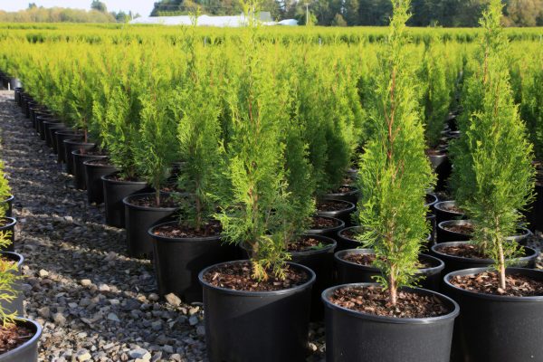 Image of plants growing in potted soil.