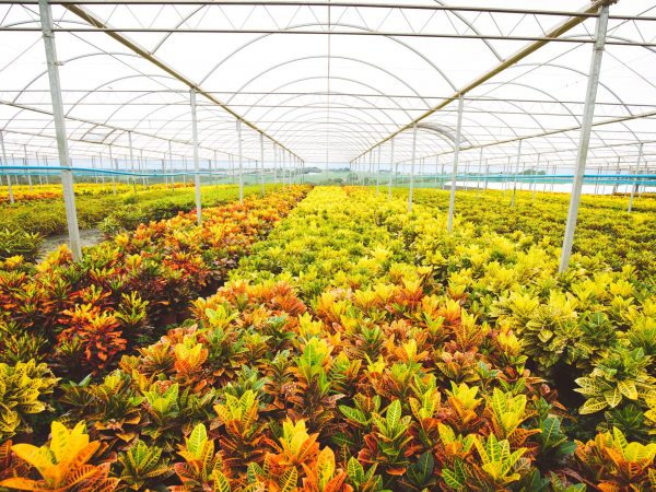 Greenhouse full of potted shrubs with green, yellow and red leaves