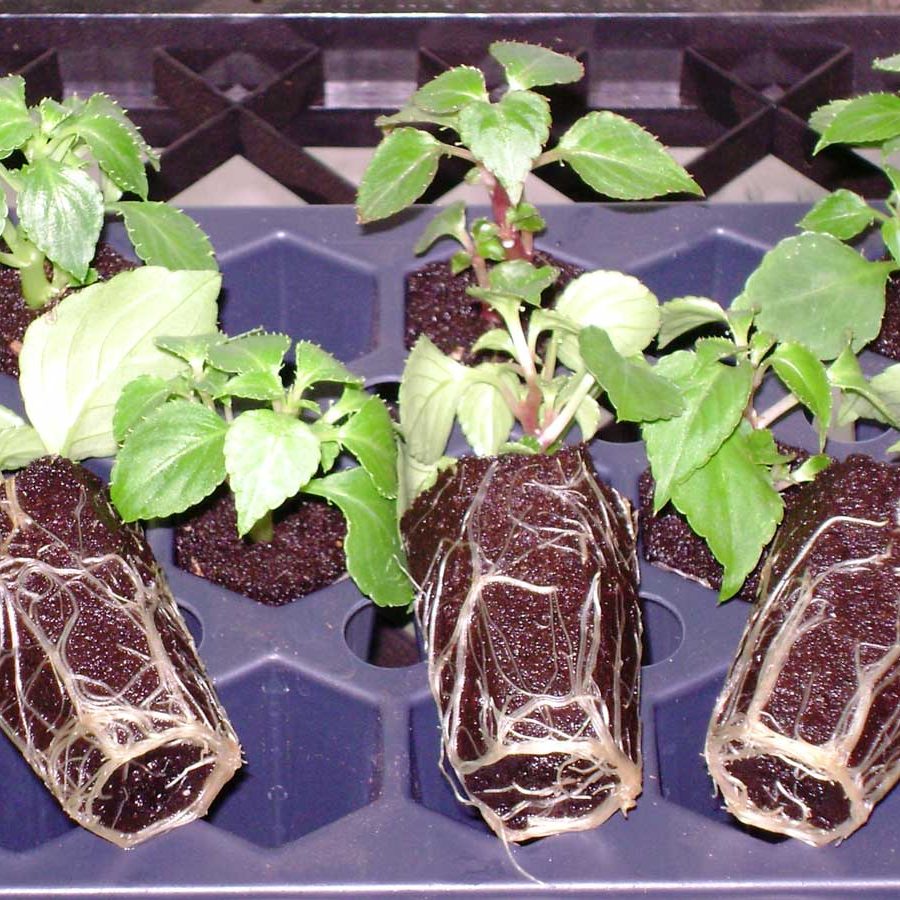 TruRoot® - The Plug for Plant Growth - Profile Growing Solutions