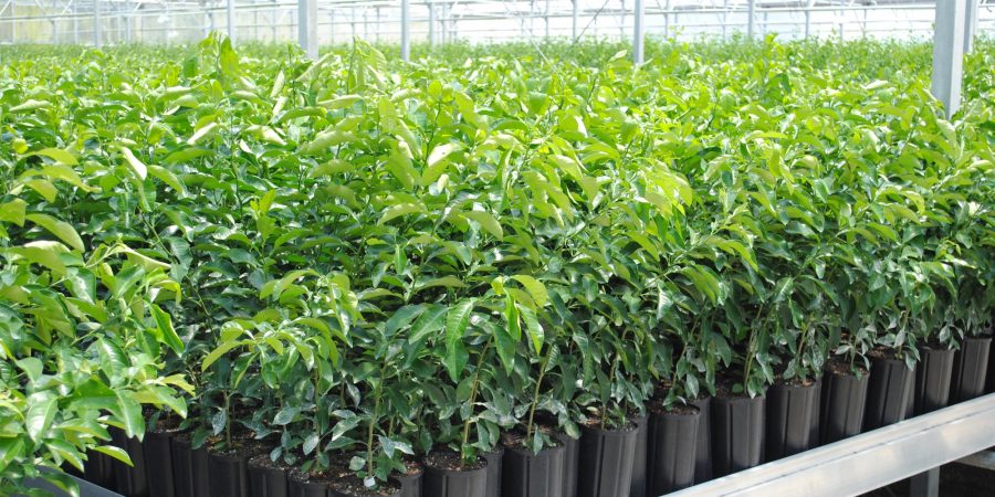 Young potted citrus crops in a greenhouse